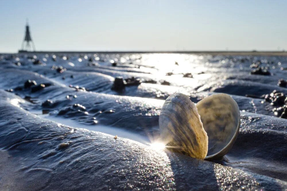 Отлив воды в океане. Прилив отлив Северное море Куксхафен. Отлив воды. Вадденское море. Картошка отлив воды.