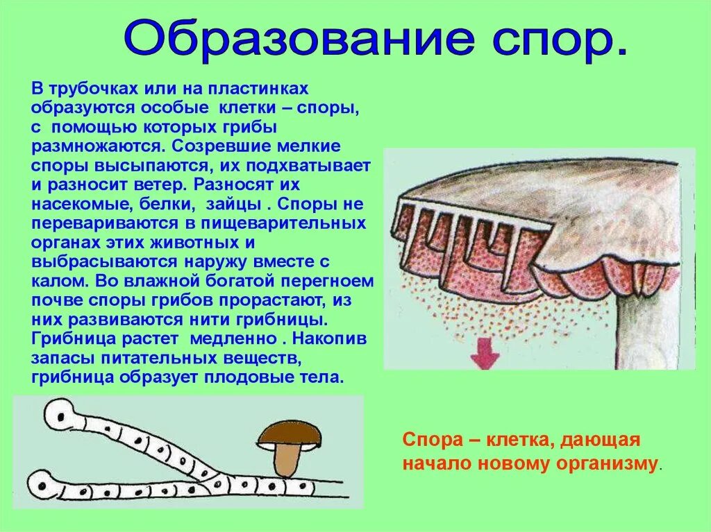 Прорастающие споры гриба. Споры грибов на пластинке. Споры шляпочных грибов. Споры гриба образуются. Споры грибов образуются.