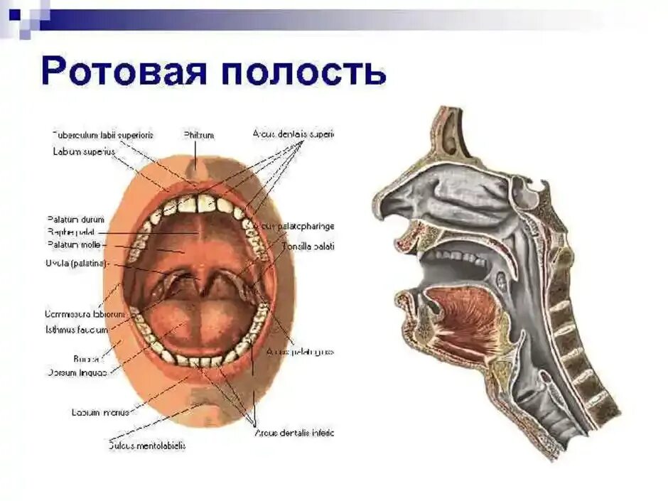 Строение ротовой полости человека сбоку. Пищеварительная система человека полость рта. Строение пищеварительной системы ротовая полость. Пищеварительная система человека полость рта анатомия. Пищеварительная система полости рта