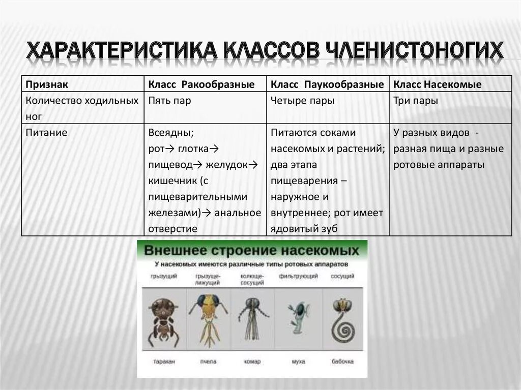 Таблица биология ракообразные. Сравнительная характеристика класса типа членистоногих таблица. Отличительные признаки классов членистоногих. Характеристика основных классов членистоногих. Таблица по паукообразным 7 класс биология.