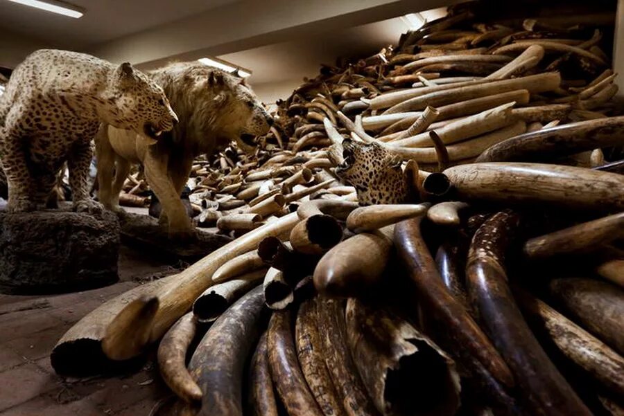 Животные пострадавшие от пожара. Экологические проблемы исчезновение животных. Убийство животных ради шубы. Кошка падает. Почему погибает животное.