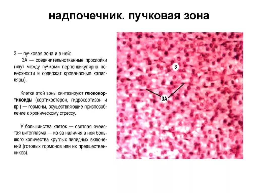 Сетчатая зона. Сетчатая зона коры надпочечников препарат. В пучковой зоне надпочечников вырабатываются. Пучковая зона надпочечников гистология. Пучковая зона коры надпочечников гистология.