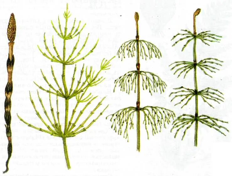 Хвощ различия. Хвощ полевой Луговой Лесной. Побег хвоща лесного. Хвощ Лесной спороносный побег. Хвощ Луговой побеги.