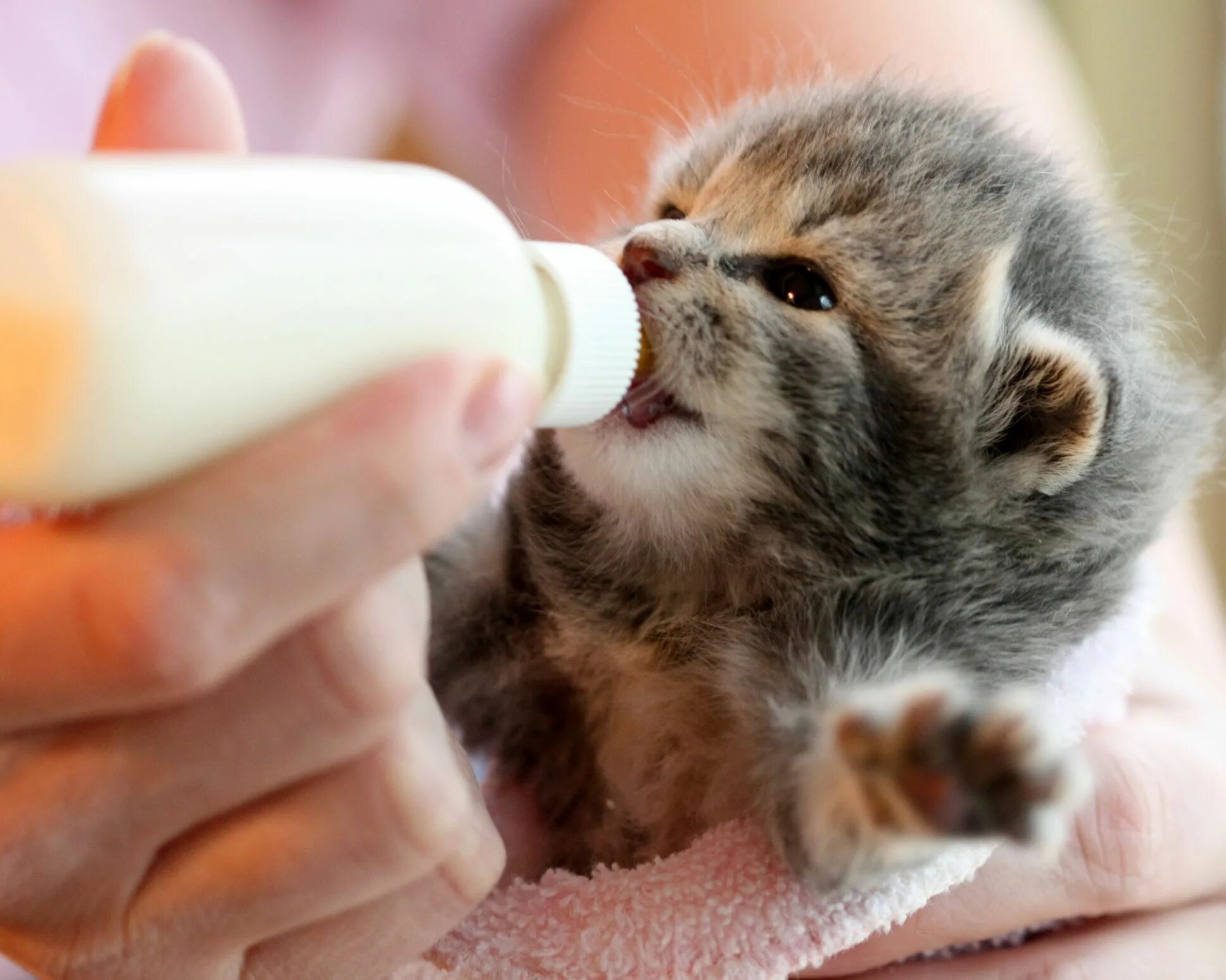 Kitten milk. Kitten milk