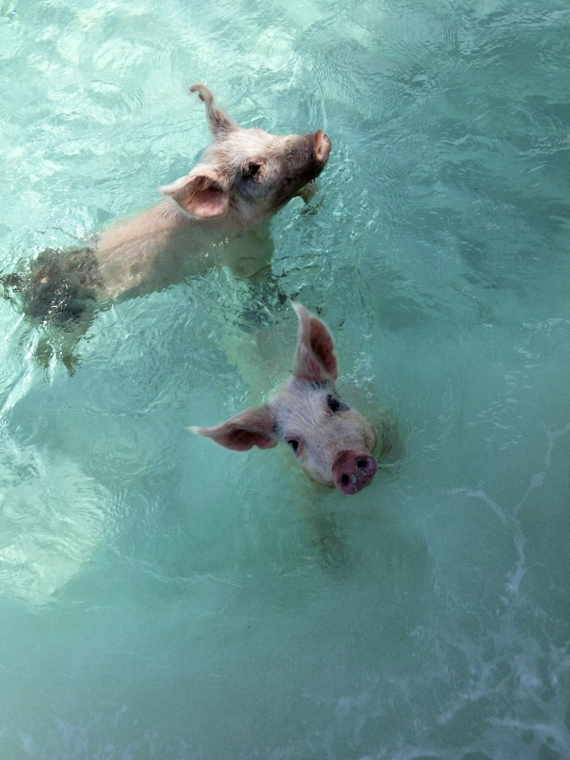 Свинка плавает. Свинья плавает. Поросята купаются в море. Свинья плывет.