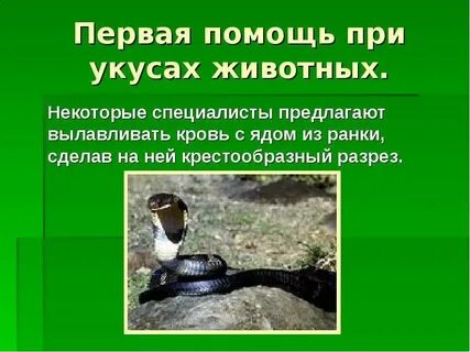 Помощь животным при укусе змеи