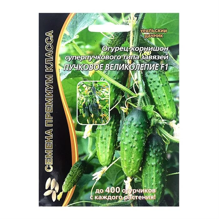 Огурцы пучковые f1. Корнишон пучковое великолепие. Огурец теща f1. Уральский дачник пучковые огурцы. Огурец пучковое великолепие f1.