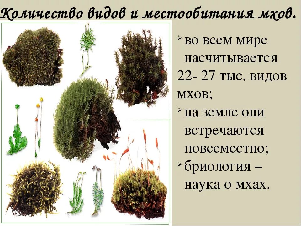 Виды мхов. Виды мхов названия. Количество видов мхов. Виды растений мхи. Примеры группы мхи