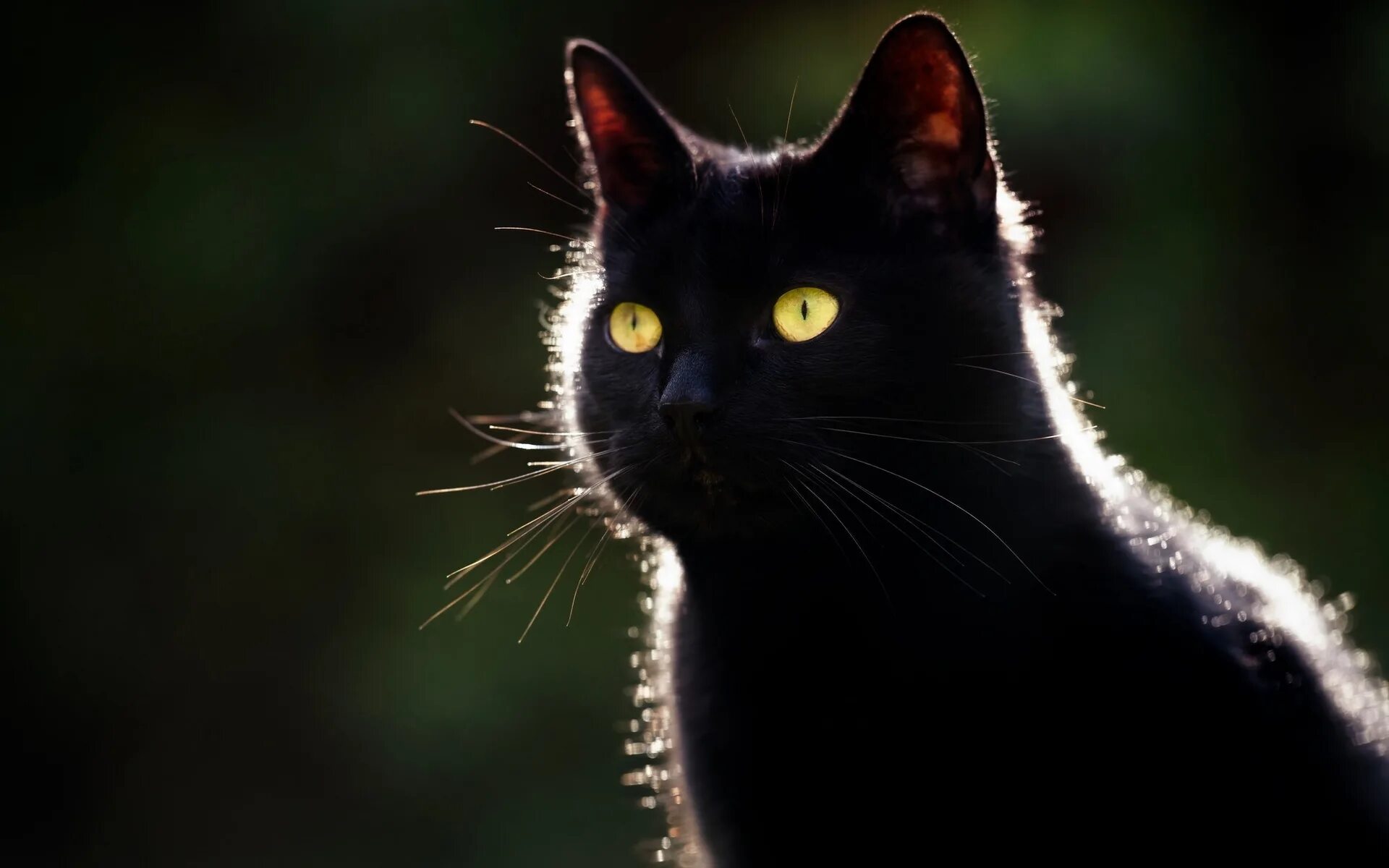 Чёрный кот. Черные коты. Красивый черный кот. Красивая черная кошка. Черная кошка россия