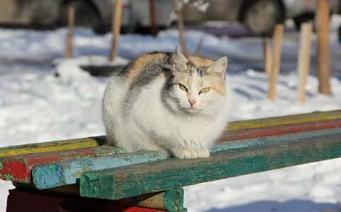 Чита чита коте
