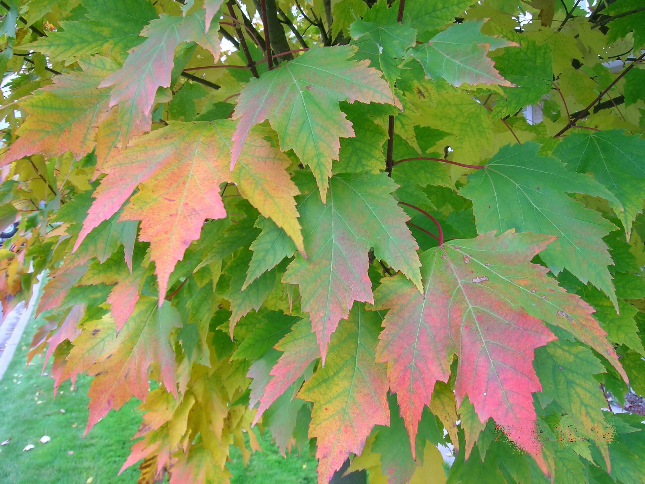 Лист канадского клена. Клен канадский остролистный. Клен красный Acer rubrum. Клен канадский остролистный красный. Клен Гиннала листья.