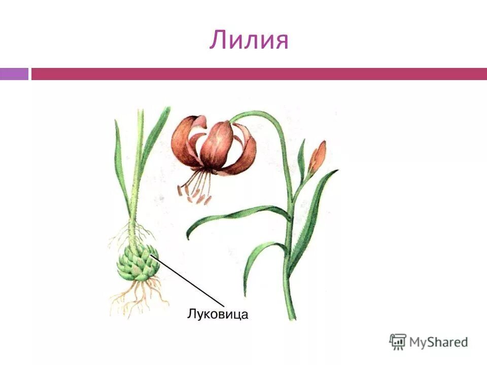 Луковичные цветы, семейства лилейных. Семейство Лилейные Лилия. Лилия биология Лилейные. Однодольные семейство Лилейные.