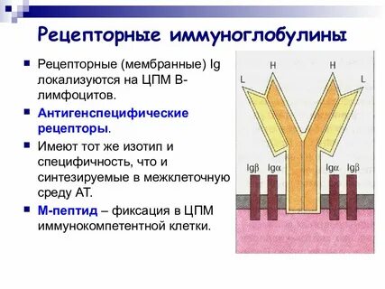 Антитела после введения иммуноглобулина