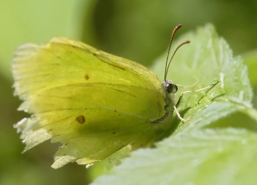 Бабочка лимонница сидит на бруснике. Gonepteryx rhamni лимонница. Бабочка лимонница крушинница. Капустница и лимонница. Бабочка капустница и лимонница.