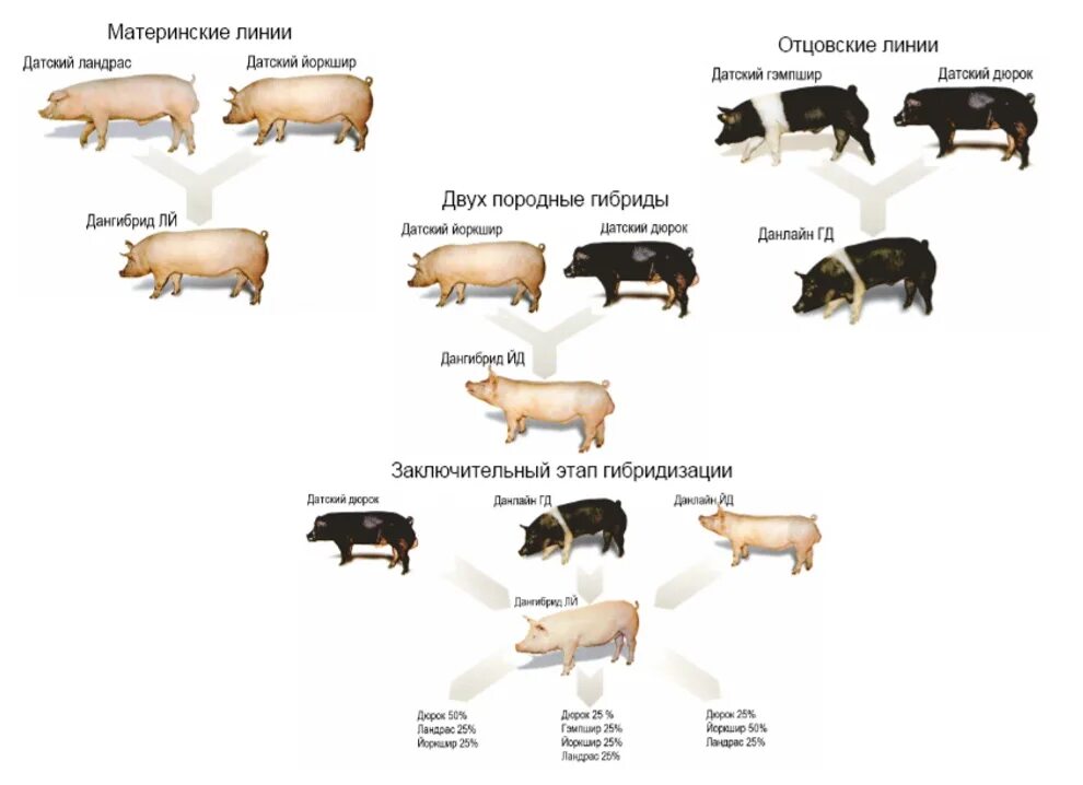 Уровень свиньи. Схема чистопородного скрещивания свиней. Схема чистопородного разведения свиней. Схема промышленного скрещивания свиней. Схема двухпородного скрещивания свиней.