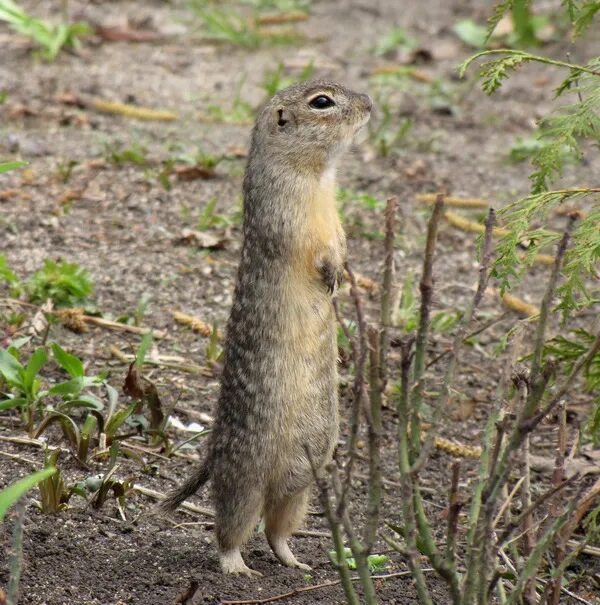 Суслик в красной книге. Крапчатый суслик Spermophilus suslicus. Суслик крапчатый в Белгородской области. Крапчатый суслик среда обитания. Крапчатый суслик красная книга Нижегородской области.