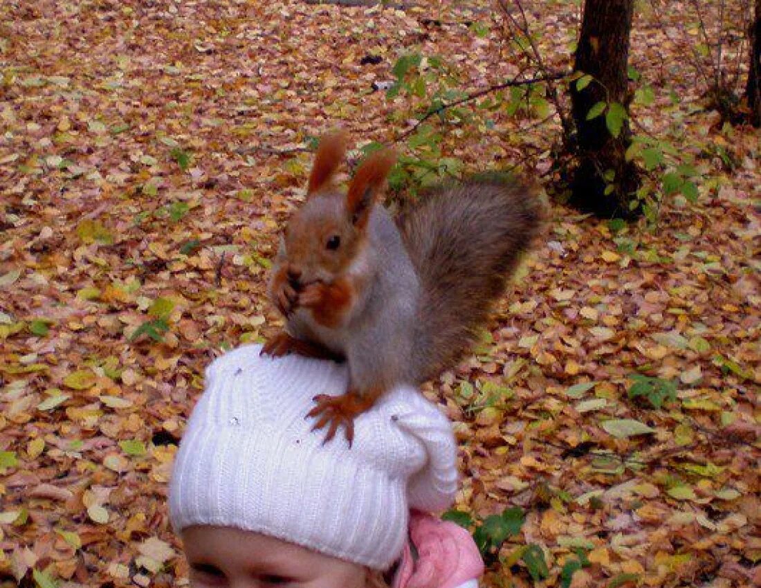 белка мультяшная. бельчонок на прозрачном фоне. человек белка. белка мальчик. девочка белка.