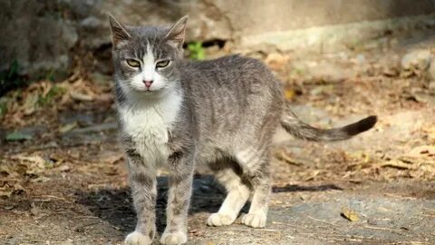 Коты область