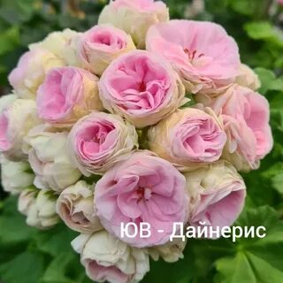 Юв 14.21 пеларгония