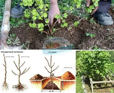 Время пересадки смородины