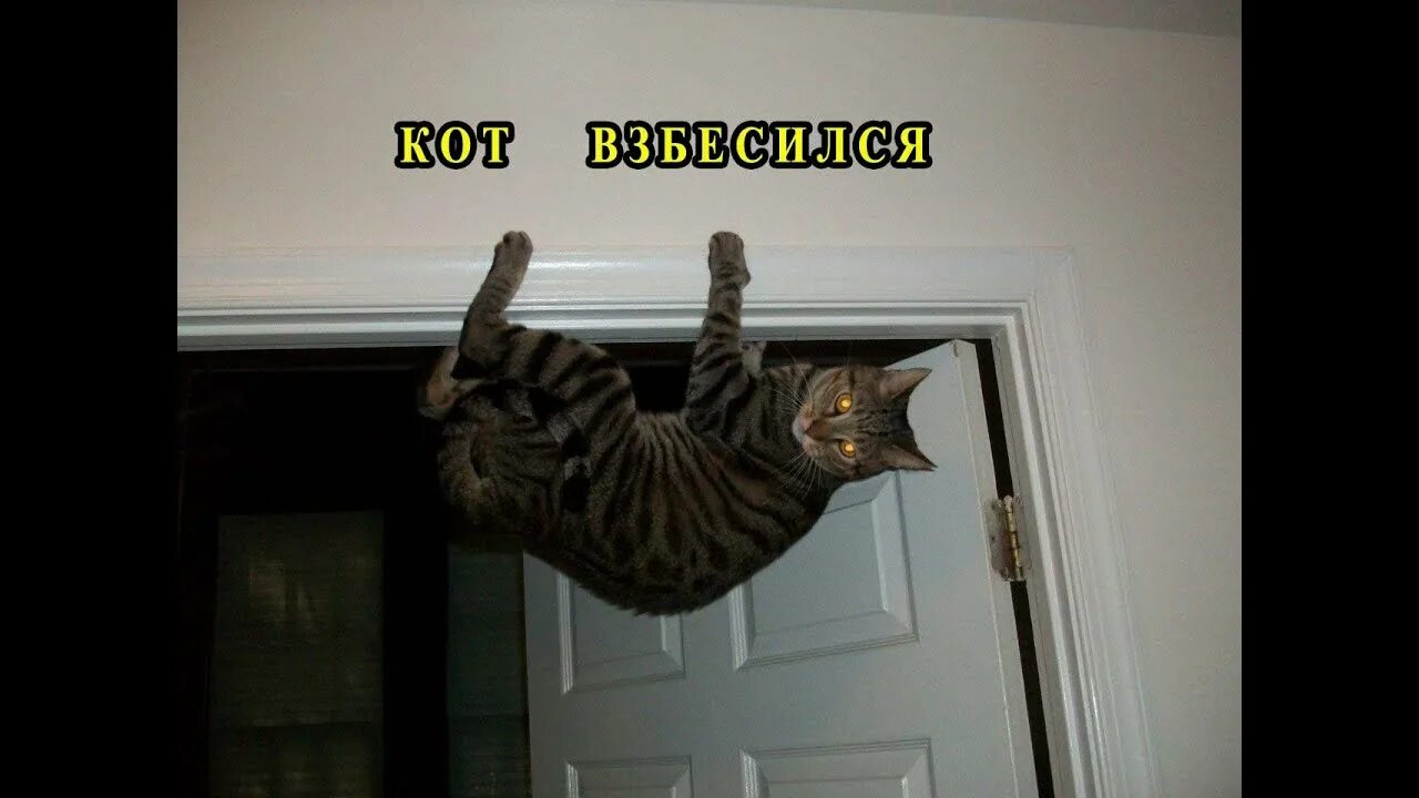 Приезд кота