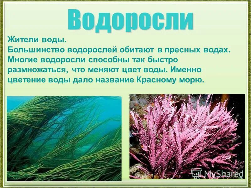 Съедобные водоросли названия