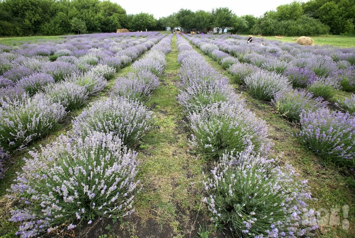 цветение лаванды. лавандовая ферма воронеж. лавандовая ферма село кочетовка. поле лаванды фото. лавандовое поле ботанический сад воронеж.
