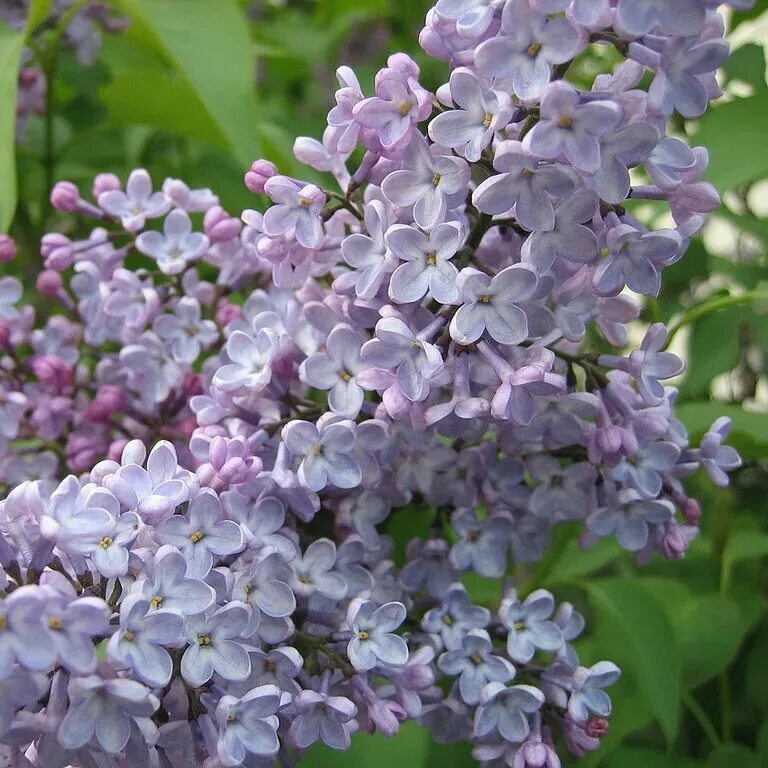 Сирень 20. Сирень Syringa vulgaris. Сирень Персидская (Syringa persica).