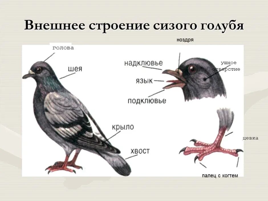 Строение птиц с подписями. Внешнее строение сизого голубя. сизый голубь строение. внешнее строение голубя биология. внешнее строение голубя 7 класс.