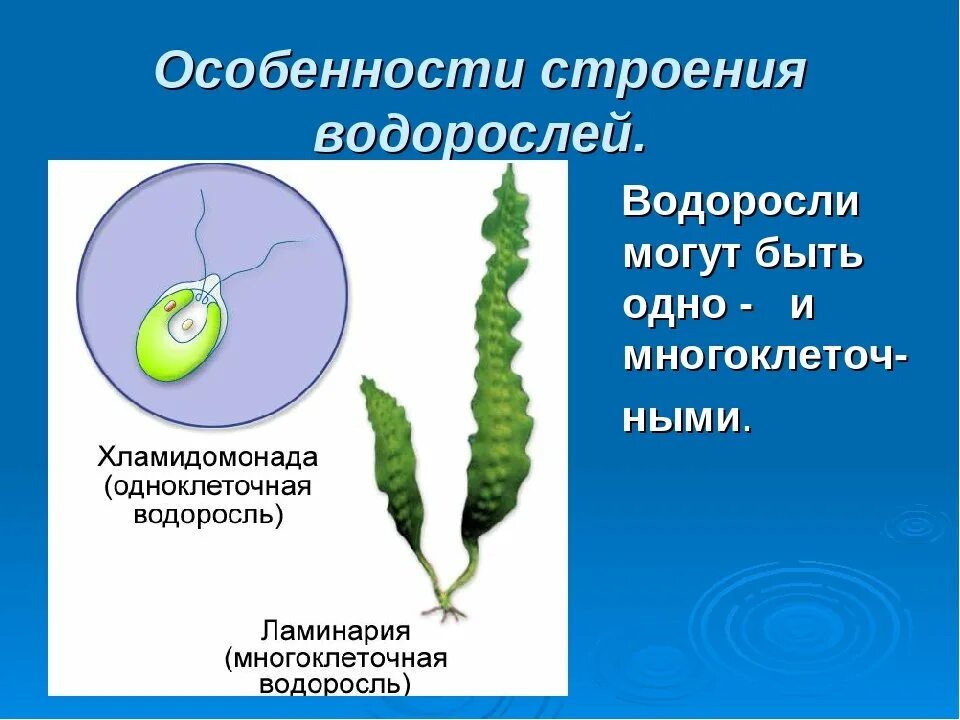 Многоклеточные водоросли состоят из большого. Строение водорослей 5 класс биология. Строение слоевища водорослей. Строение таллома водорослей. Строение водоросли ламинарии.