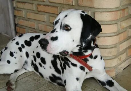Dalmatian: Breed Guide, Info, Pictures, Care & More! Pet Kee