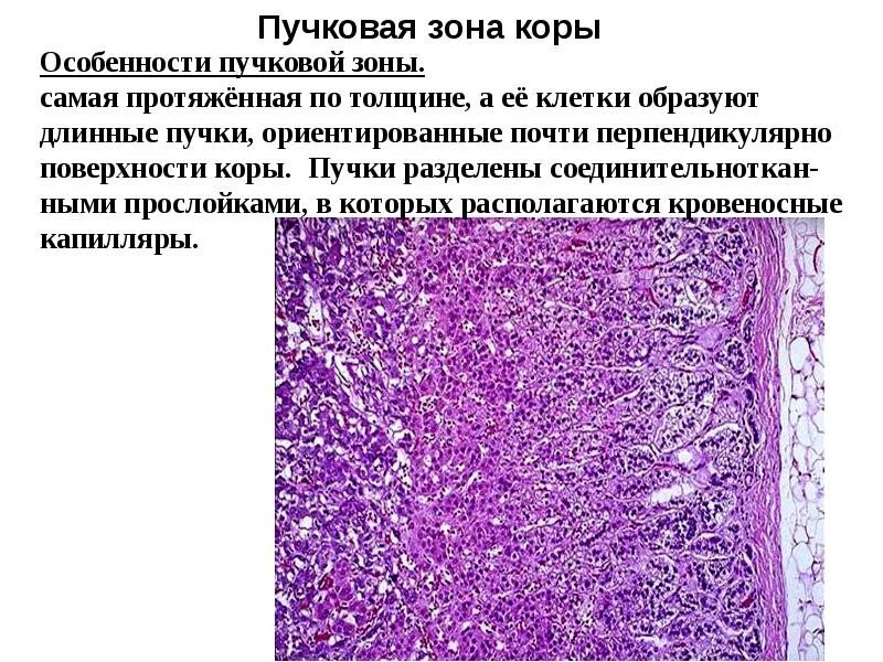 Гистология эндокринных желез. Надпочечник гистология эндокриноциты. нейроэндокринная система гистрл. классификация эндокринной системы гистология. гистология пучковой зоны.