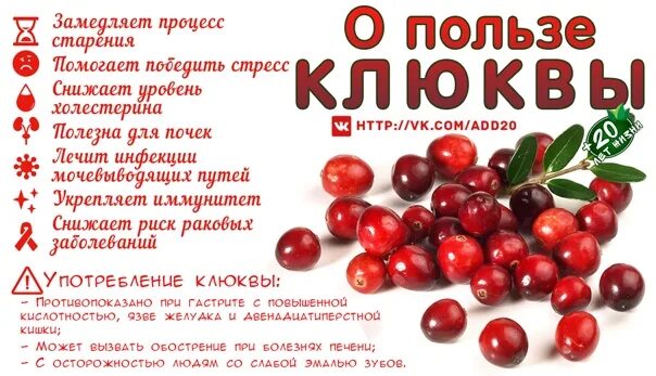 Действие клюквы. Лекарственные вещества в клюкве. Действие клюквы. Действие клюквы. Клюква полезные свойства.