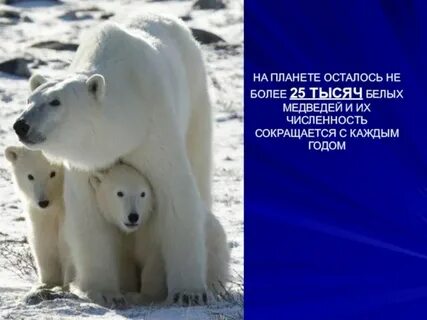 Где живут северные медведи белые