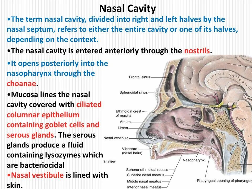 Nasal patch перевод. Полость носа строение.