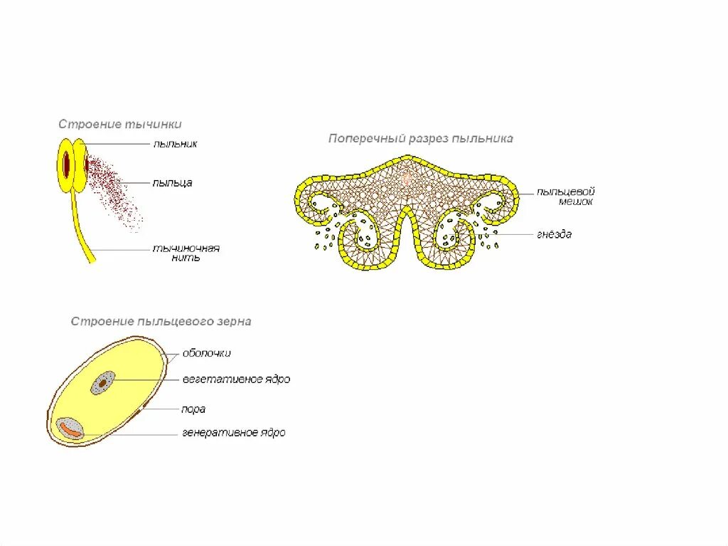 Строение пыльника тычинки. Строение тычинки пыльника и пыльцы. Строение пыльника и пыльцы. Строение пыльцы лилии. Пыльца схема