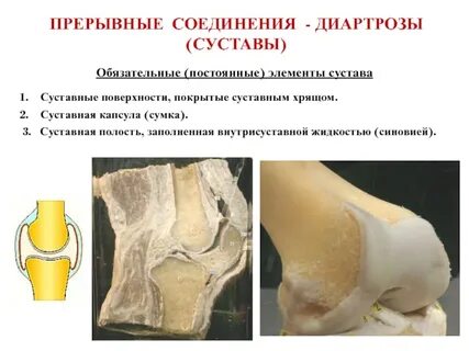 Соединение костей прерывное непрерывное