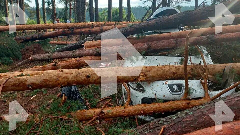 Ураган в сланцах. Поваленные деревья в лесу после урагана.