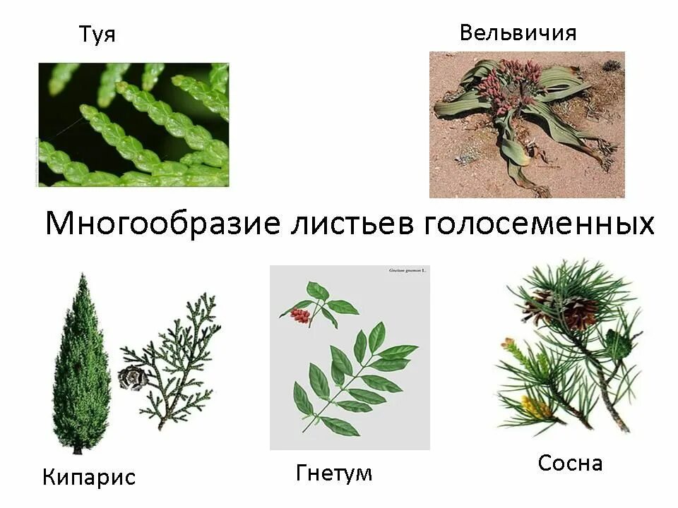 Характеристика листьев голосеменных. Листья голосеменных растений. строение листьев голосеменных растений. форма листьев голосеменных растений. строение листа голосеменных.