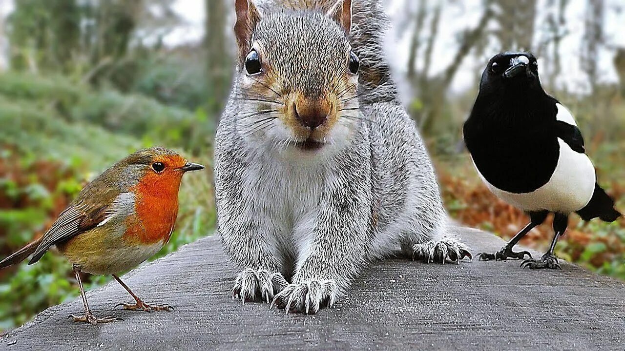 Кошкам про птичек