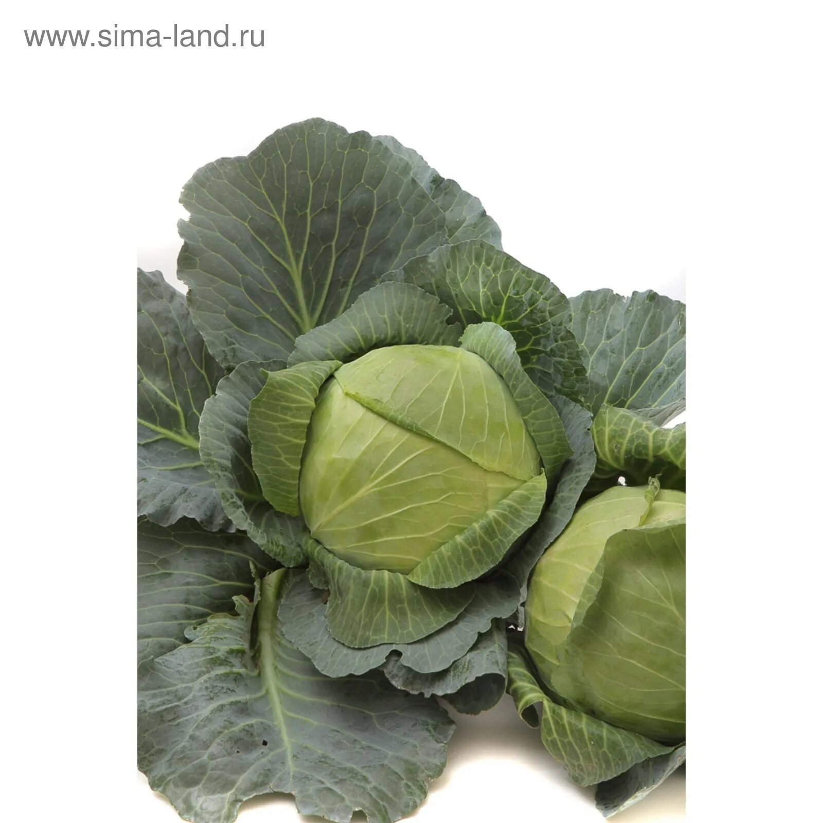 Сорт капусты барыня