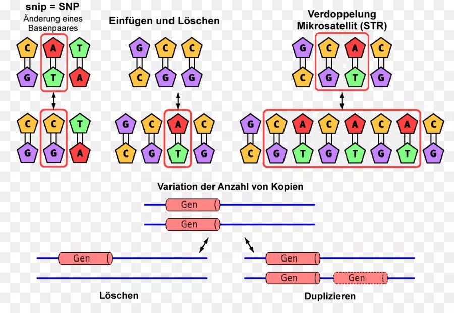 Single nucleotide polymorphism