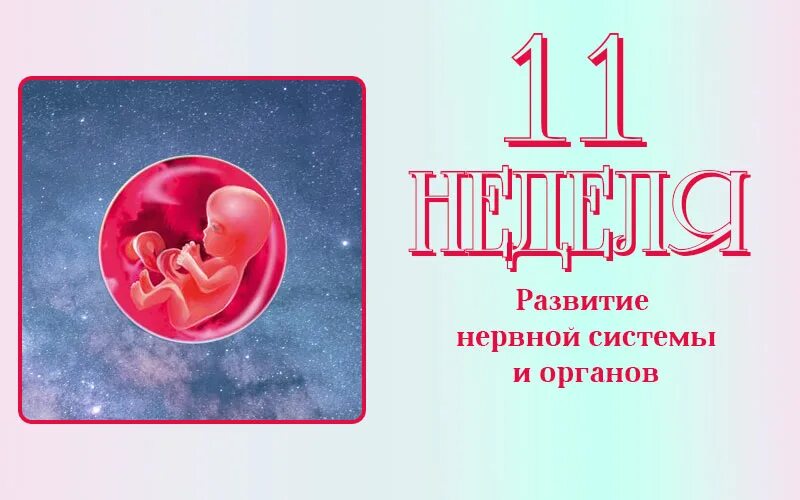 Эмбрион на 11 неделе беременности. Размер ребенка на 11 неделе. 11 неделя 24 года