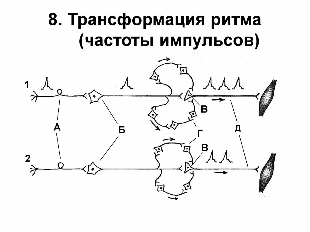 Преобразование нервного импульса