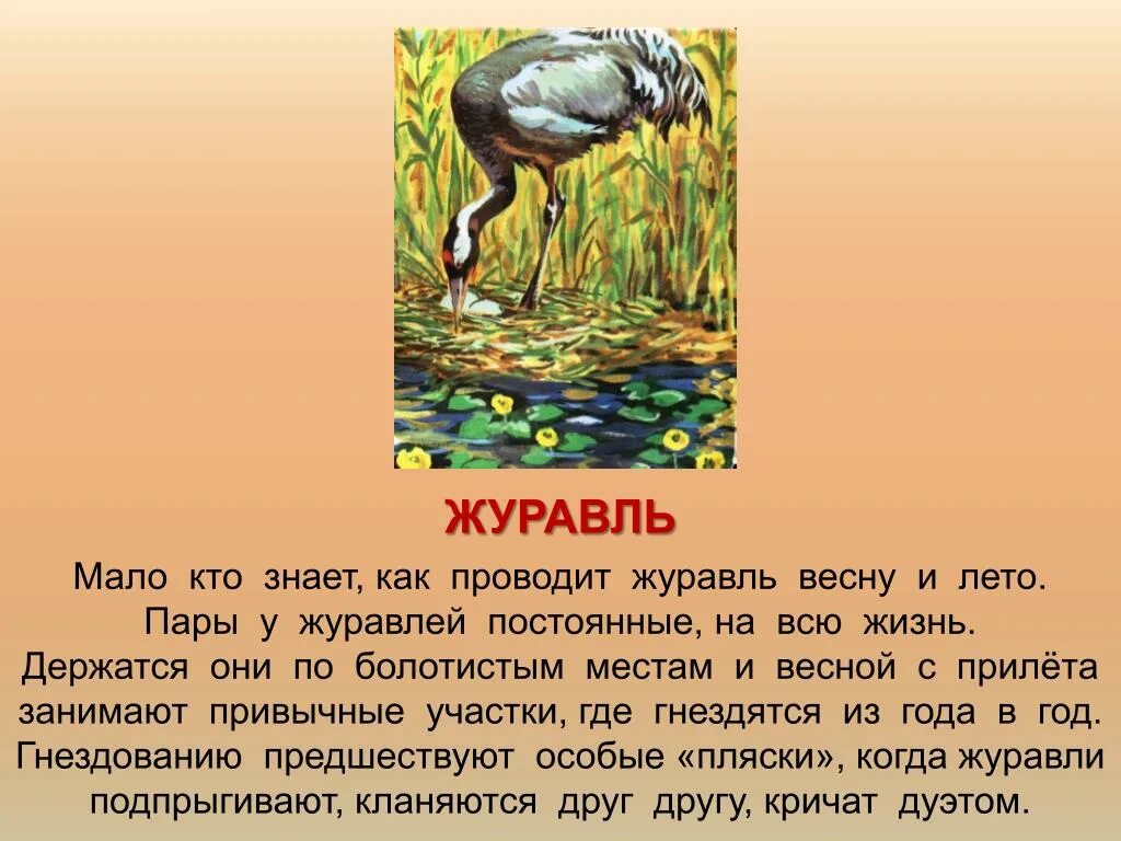 Рассказ о Журавле. Доклад о Журавле. Журавли для презентации. Презентация журавль 1 класс. Гусь и журавль главная мысль