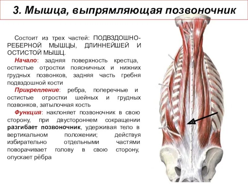 Мышца выпрямляющая позвоночник анатомия. Длиннейшая мышца (m. longissimus). Мышца выпрямляющая позвоночник длиннейшая мышца. Подвздошно-реберная мышца анатомия. Спин удлинит