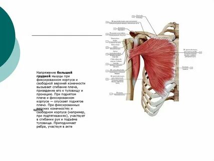 Функции большой грудной
