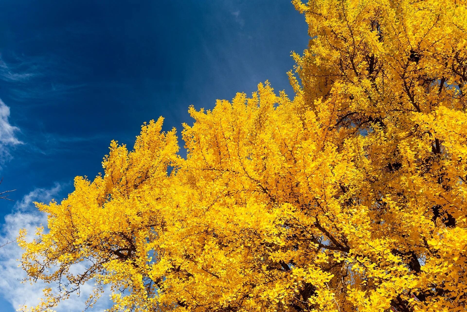Brighten Up Your Day with Stunning Yellow Ideas