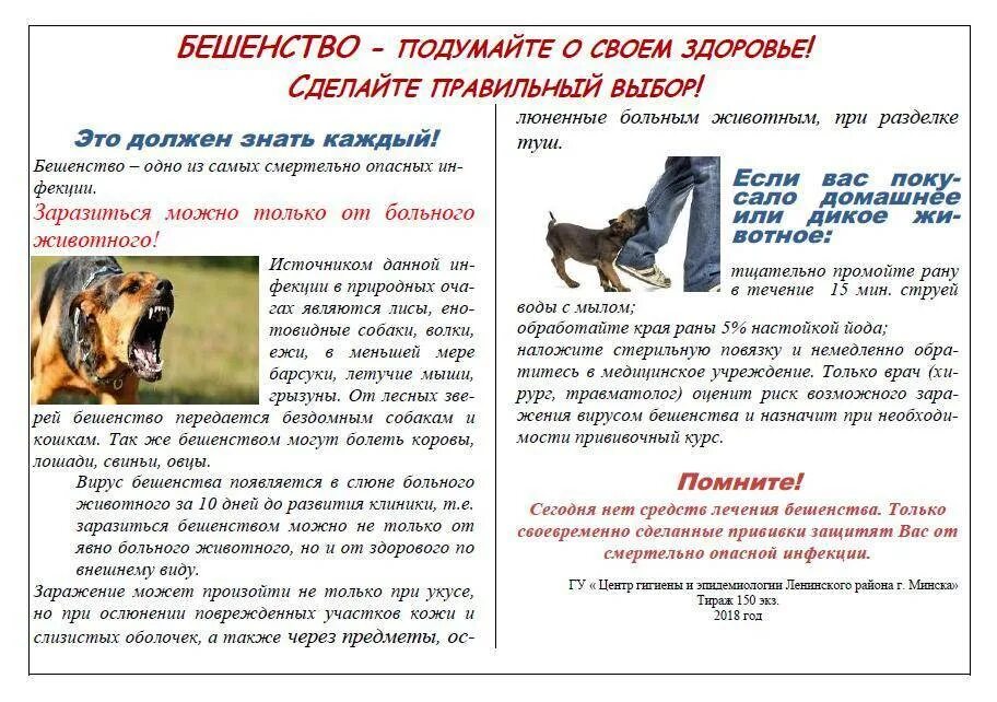 Если укусила привитая собака что делать. Что делать при укусе собаки. Что делать если ребенка укусила собака. Что делать если собака укусила человека. Первая помощь собаке при укусе гадюки.