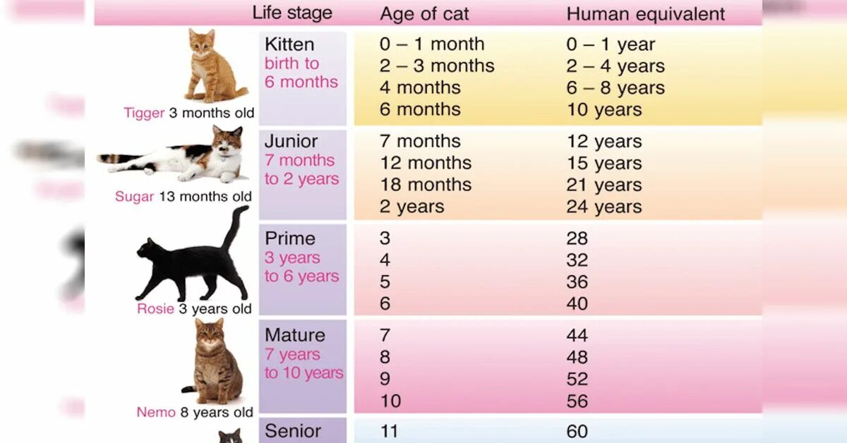What s your cat s name. Средний вес кошки. год кошки. кошки в полгода размер. cat age human years.